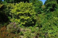 487 Schottland, Armadale Castle and Garden