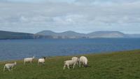 Downpatrick Head