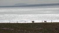 Downpatrick Head