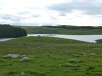 Synesvarden
