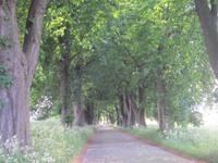 Alleestraße nach Lancken-Granitz