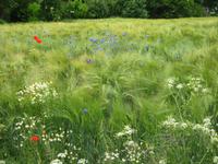 Feldblumen an dem Hochuferweg nach Kap Arkona