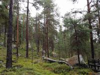 16.06.15: Waldstimmung nahe der sog. Bärenhöhle bei Karhunpesäkivi