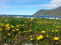 19.06.15: Impressionen der Lofoten-Rundfahrt