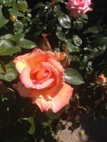 Garten Mrs. Lies