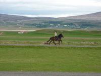 Islandpferde und Ihre 5 Gänge