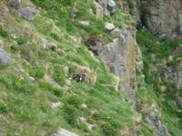 Suchbild - Papageitaucher