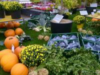 Herbstfrüchte von der Havel