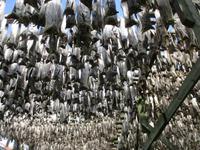 Stockfisch in Henningsvaer