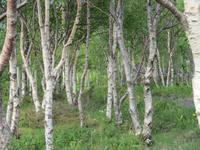Birkenwald am Saltstraumen