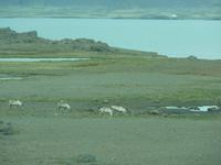 Rentiere in freier Wildbahn