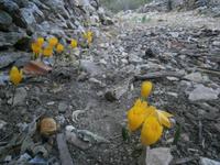 gelbe Blume :-)