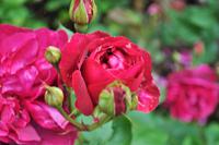 Mount Edgcumbe in Cornwall