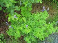 Spaziergang des Nugget Falls Trails zum Wasserfall beim Mendenhall-Gletscher
