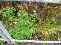 Mendenhall-Gletscher Visitor Information