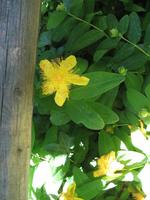 Besuch der Butchart Gardens in Victoria, British Columbia