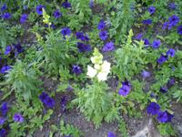 Besuch der Butchart Gardens in Victoria, British Columbia