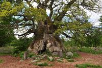 Kvilleken - Die älteste und mächtigste Eiche Schwedens