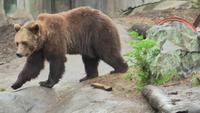 Björn = Europäischer Braunbär im Skansen