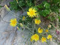 Baltikum, Kurische Nehrung, gelber Pippau