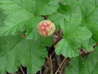 Baltikum, Estland, Laheema-NP, Moltebeere