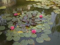 Seerosenteich auf der Isola Madre