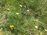 304 Wanderung im Vermiglio-Tal auf den Spuren des 1. Weltkrieges