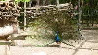Pfau im Reiterhof in der Puszta
