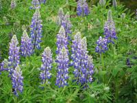 Lupinen in Akureyri
