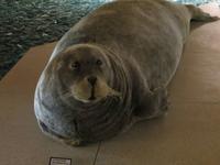 Auf Spitzbergen – im Svalbard-Museum Longyearbyen