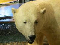 Auf Spitzbergen – im Svalbard-Museum Longyearbyen