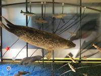 Auf Spitzbergen – im Svalbard-Museum Longyearbyen