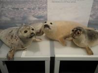 Im kleinen Museums des Eisbärenklubs in Hammerfest