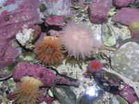 Im Polaria-Erlebniscenter Tromsøs