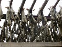 Stockfisch im Fischereihafen auf der Lofoteninsel Vestvågøy