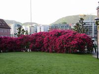 Stadtspaziergang in Bergen