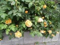 Molde-die Stadt der Rosen