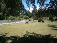 Gehege mit lebenden Tieren, interessant besonders für Kinder