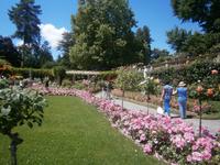 Rosen in unzähligen Sorten und Farben