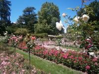 wunderbar gestaltete  Rosenbeete 