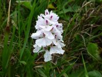 Dursey - Alihies - Knabenkraut