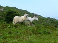 Sheeps Head