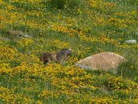 116. Grau Roig - Murmeltier