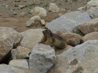 173. Grau Roig- Murmeltier