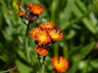 Habichtskraut (rötliches)