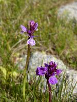 Knabenkraut (Fuchs), stattliches Knabenkraut