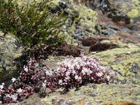 Sedum (Steinbrech)