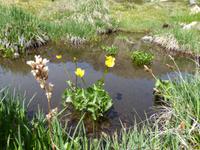 Sumpfdotterblume