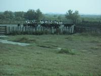 schwarze Stiere im Pferch