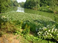 Wasserspiele Wilhelmshöhe